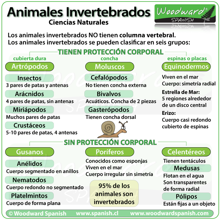Los animales invertebrados - clasificación