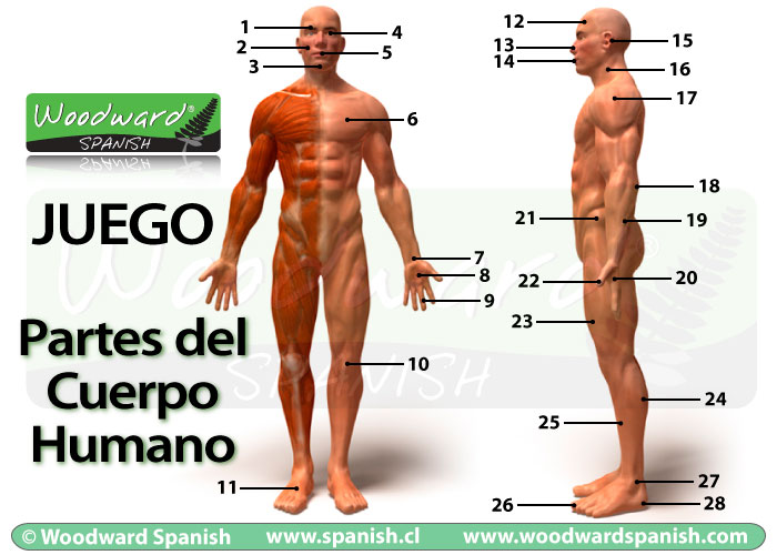 Parts of the Body in Spanish Game